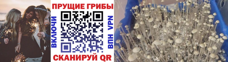 Купить  Серпухов  Псилоцибиновые грибы GOLDEN TEACHER 